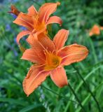 View full-size image Hemerocallis fulva