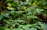 View full-size image Chelidonium majus