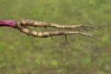 View full-size image Anthriscus sylvestris