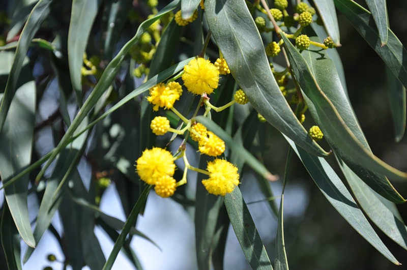 Image of Acacia saligna specimen.