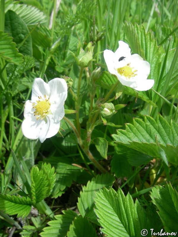 Изображение особи Fragaria campestris.