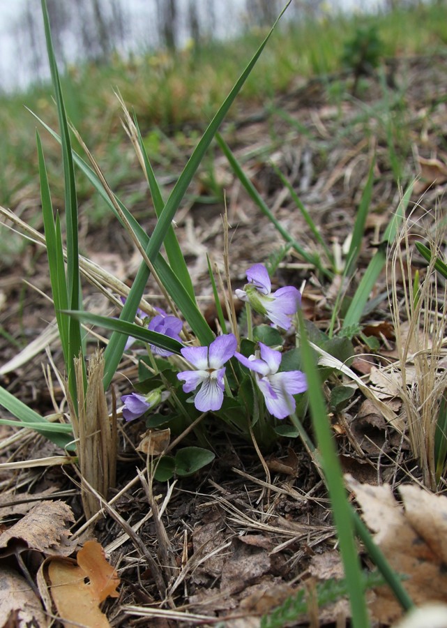 Image of Viola rupestris specimen.