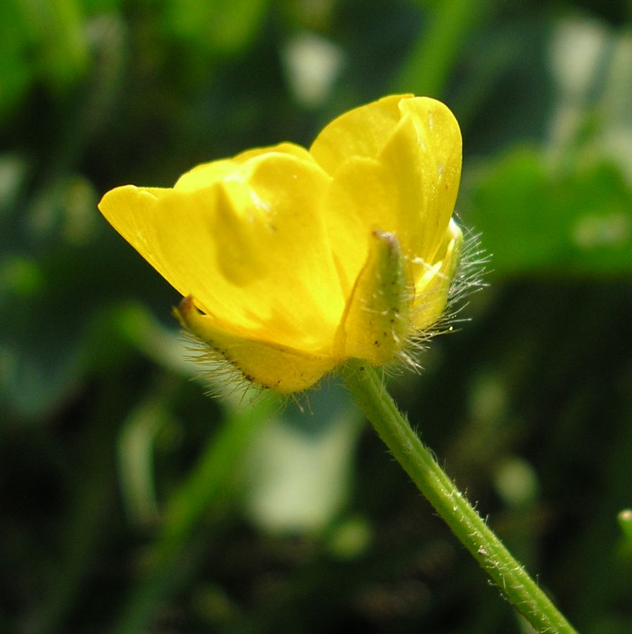 Image of Ranunculus polyanthemos specimen.