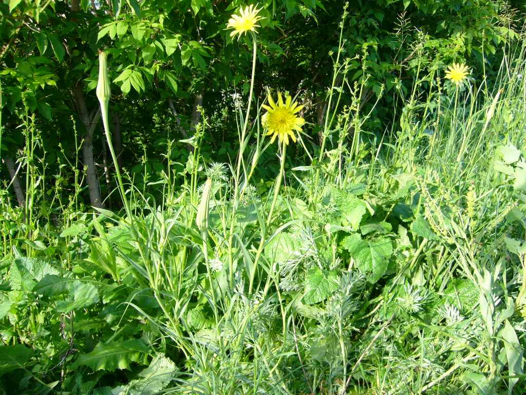 Image of Tragopogon dubius ssp. major specimen.