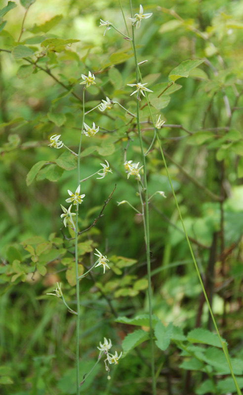 Изображение особи Zigadenus sibiricus.