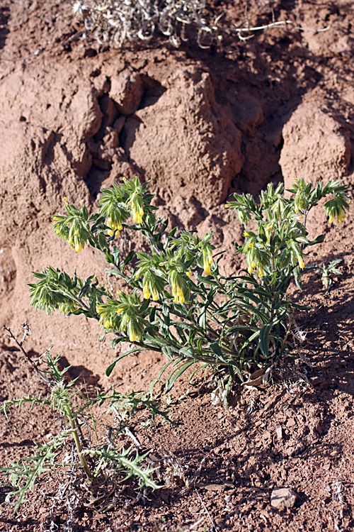 Image of Onosma irritans specimen.