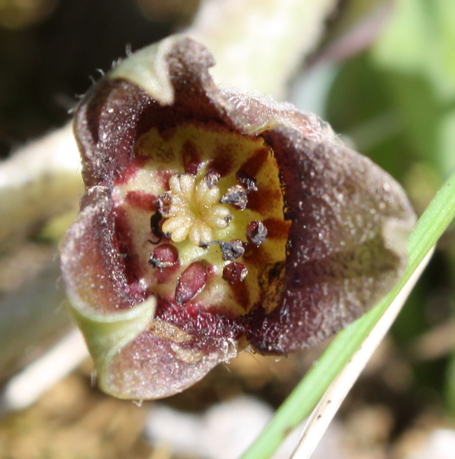 Image of Asarum europaeum specimen.