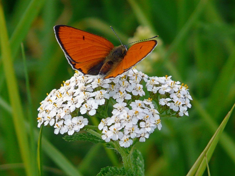 Изображение особи Achillea millefolium.