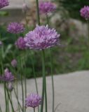 Allium rubellum