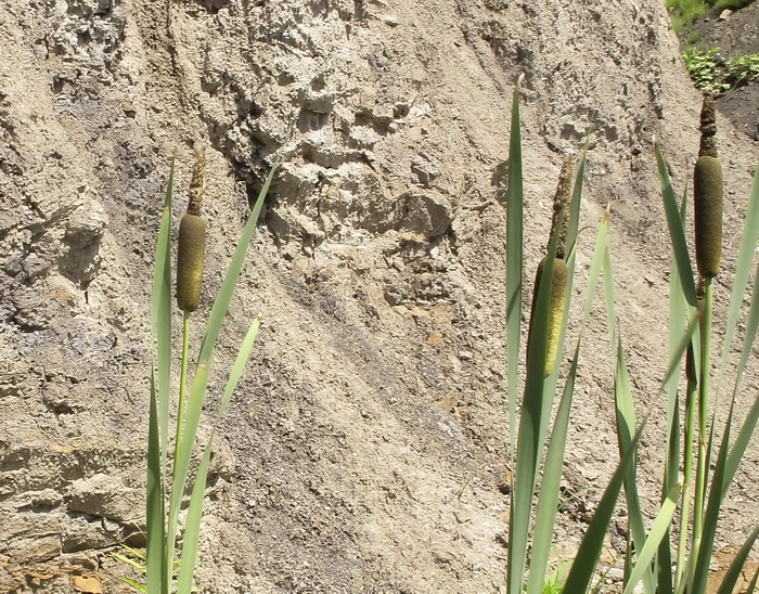 Image of genus Typha specimen.