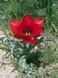 Tulipa greigii. Цветущее растение. Южный Казахстан, хр. Боролдайтау. 26.04.2007.