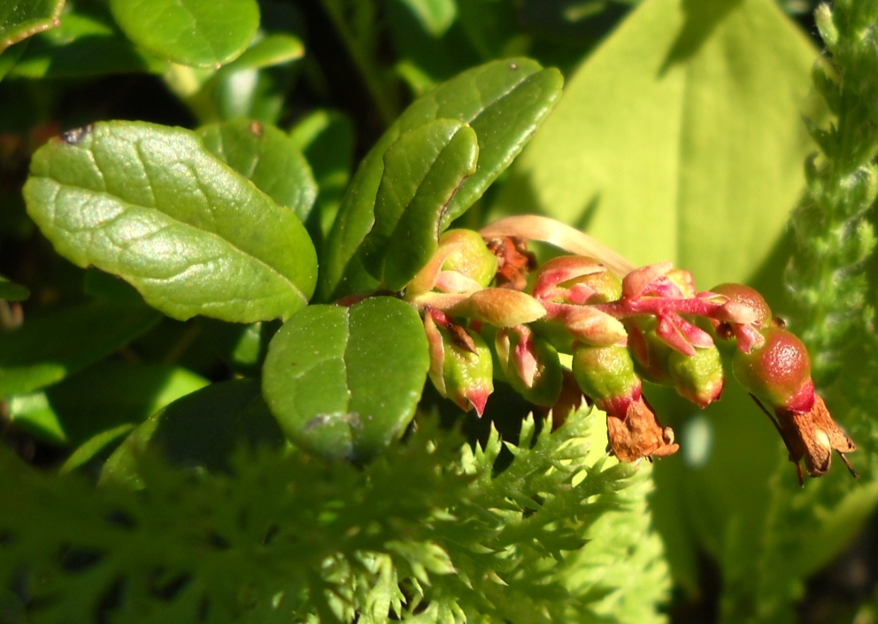 Изображение особи Vaccinium vitis-idaea.