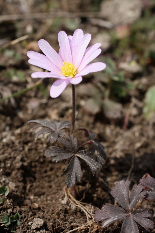 Изображение особи Anemone banketovii.