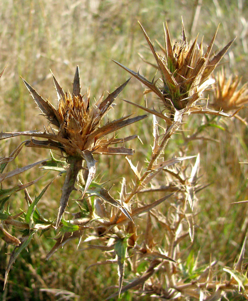 Изображение особи Carthamus lanatus.