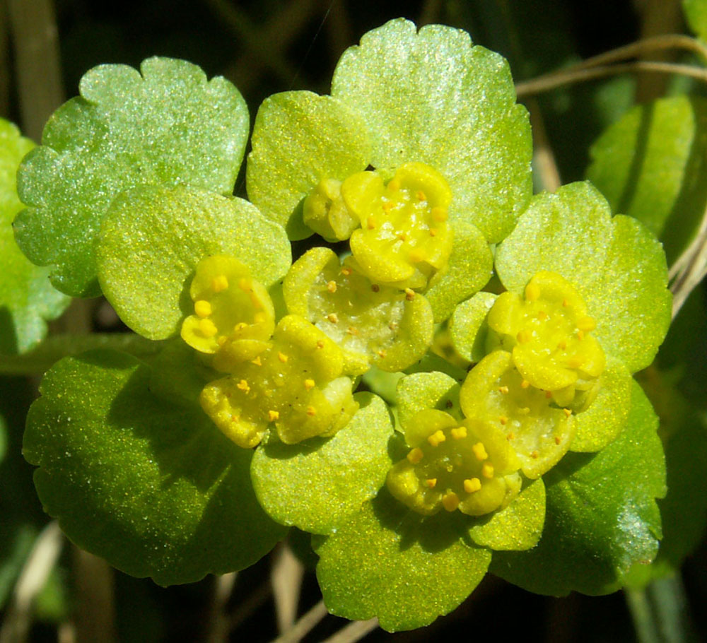Image of Chrysosplenium alternifolium specimen.