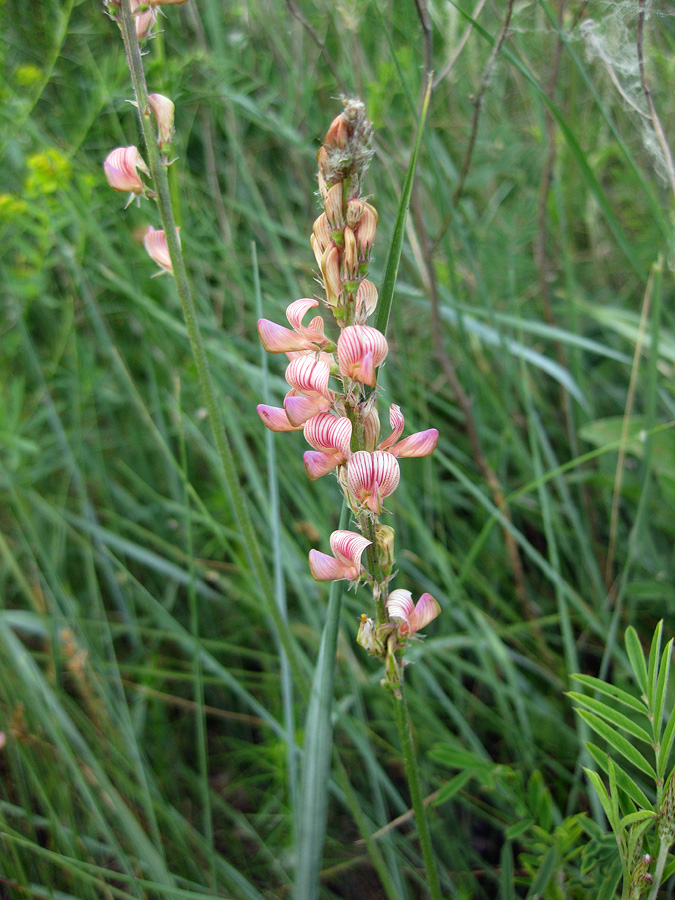 Image of genus Onobrychis specimen.