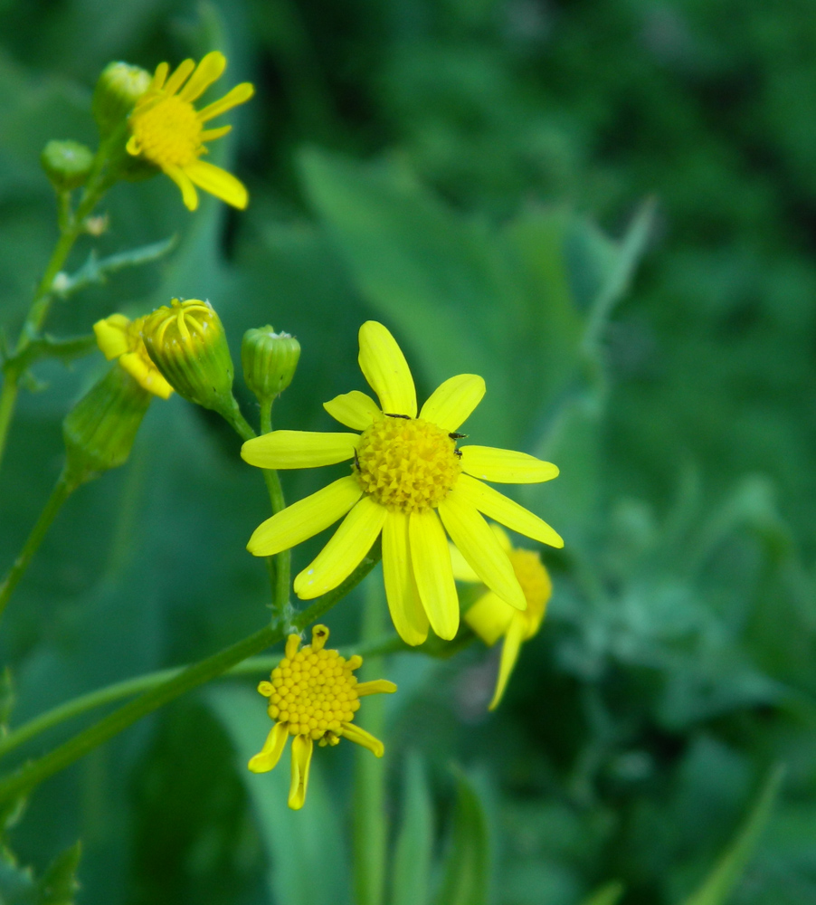 Image of Senecio vernalis specimen.