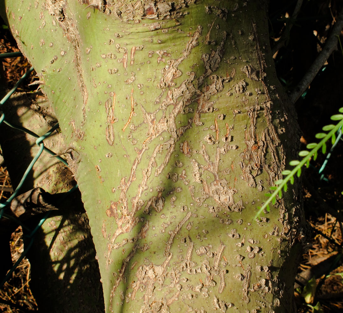 Изображение особи Parkinsonia aculeata.