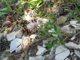 Trifolium ambiguum. Цветущее растение. Крым, Ялтинская яйла. 23 июня 2012 г.