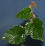 Rubus tricolor