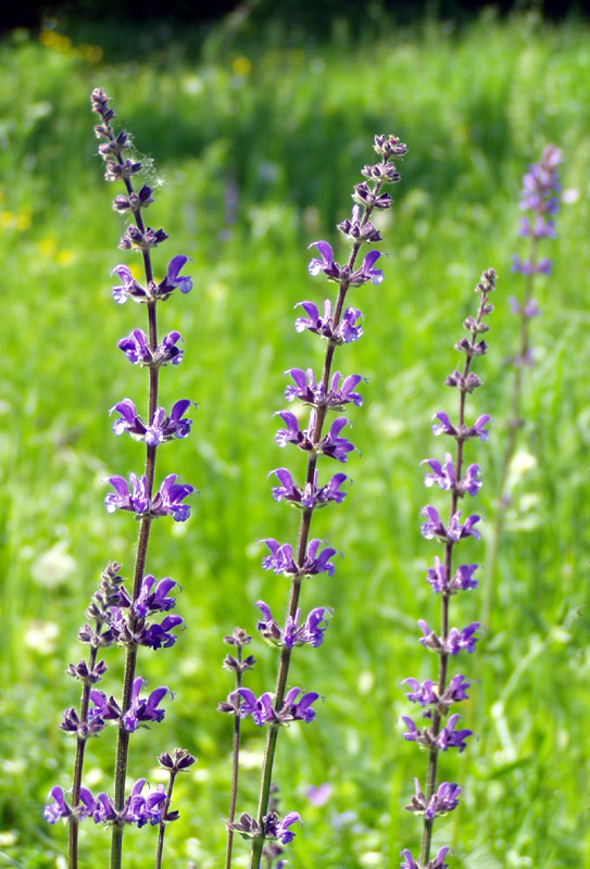 Image of Salvia stepposa specimen.