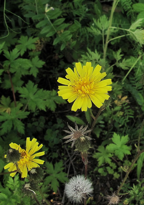 Image of Crepis tectorum specimen.