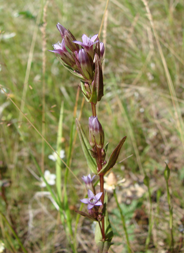 Image of Gentianella acuta specimen.