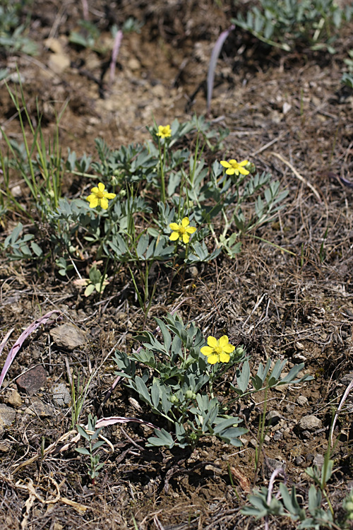 Image of Potentilla orientalis specimen.