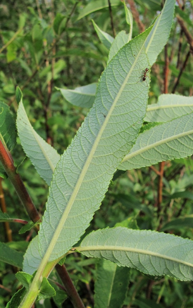 Image of Salix &times; tetrapla specimen.