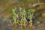 Gratiola officinalis