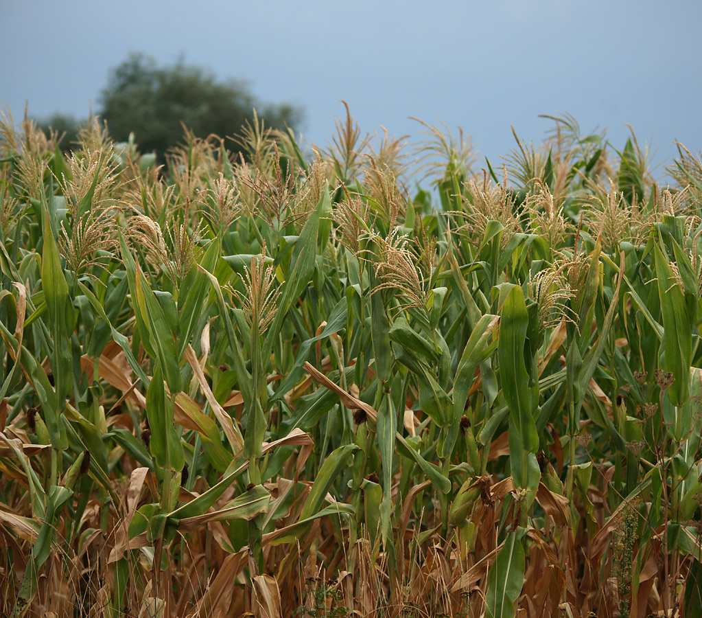 Изображение особи Zea mays.