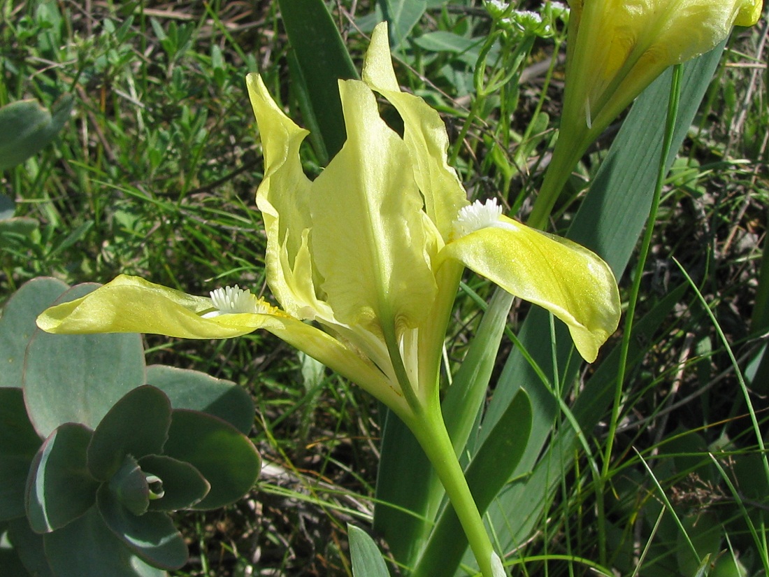 Image of Iris pumila specimen.