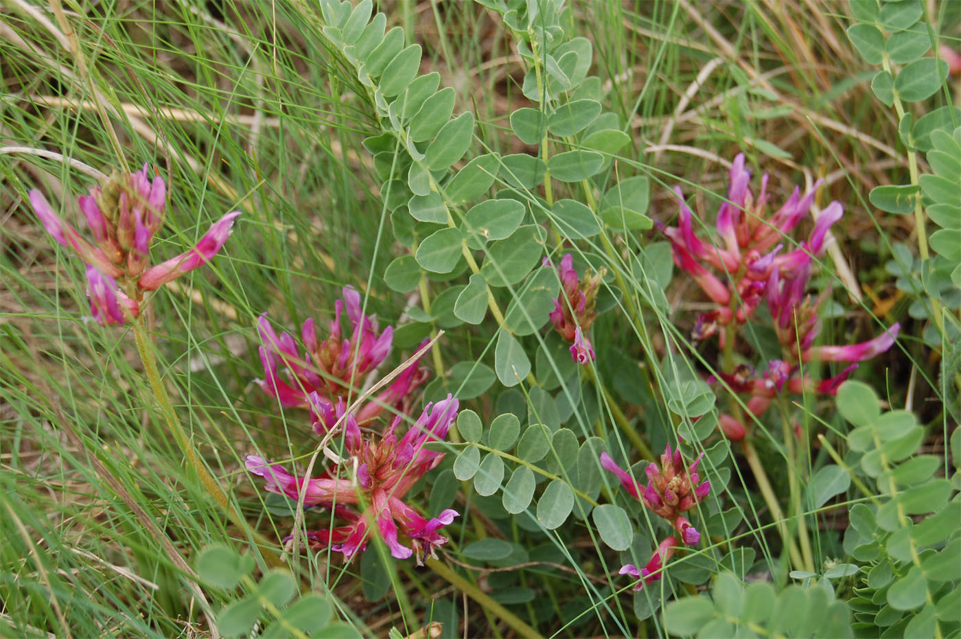 Image of Astragalus monspessulanus specimen.