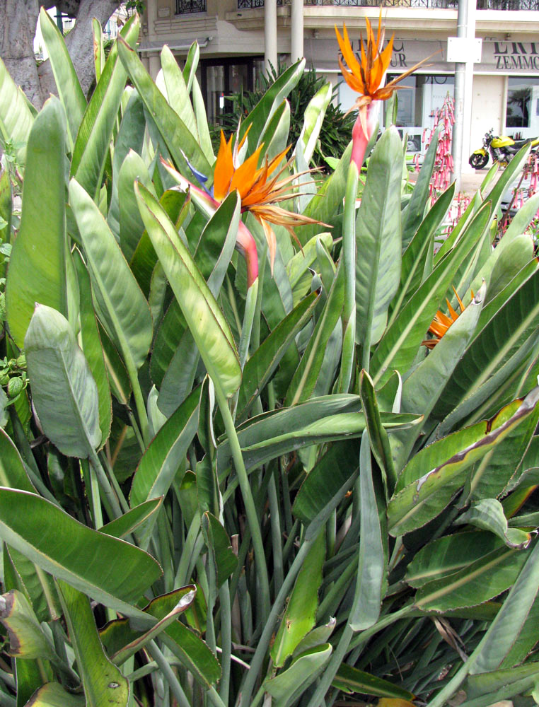 Изображение особи Strelitzia reginae.