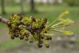 Fraxinus pennsylvanica. Верхушка ветви с мужскими соцветиями и разворачивающимися листьями. Санкт-Петербург, 17.05.2009.