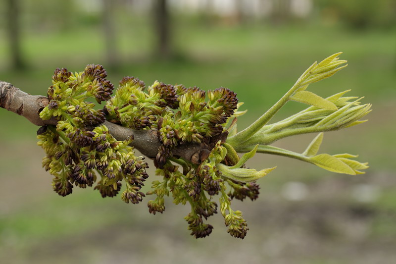 Изображение особи Fraxinus pennsylvanica.