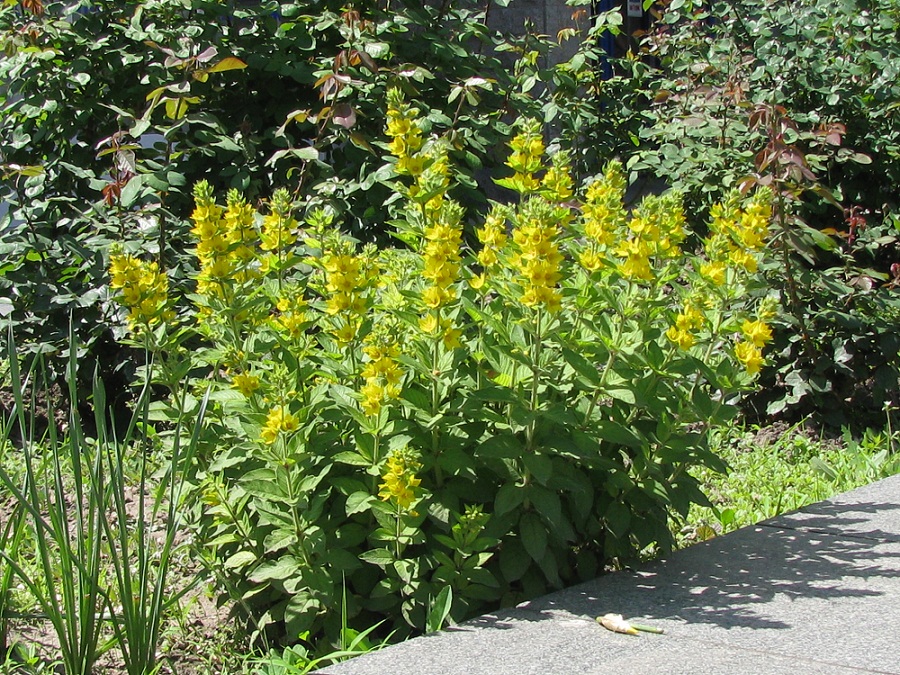 Image of Lysimachia punctata specimen.