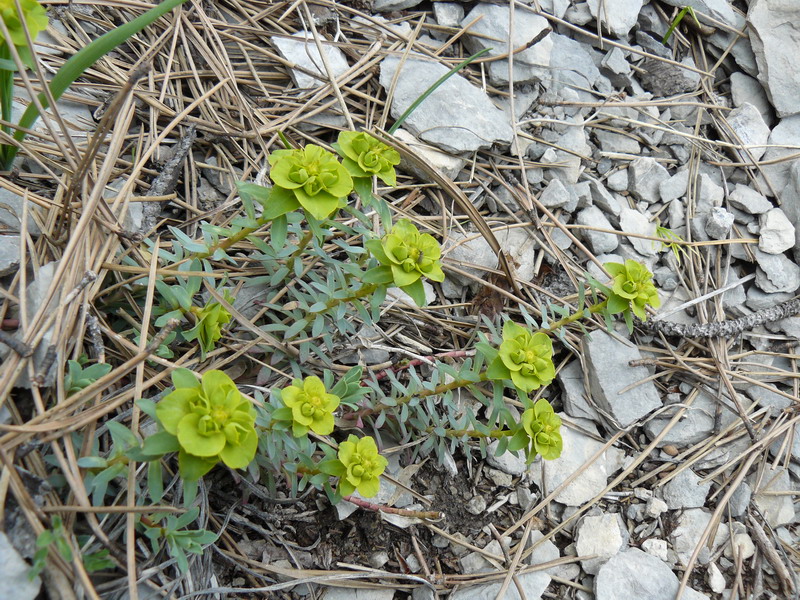 Изображение особи Euphorbia glareosa.