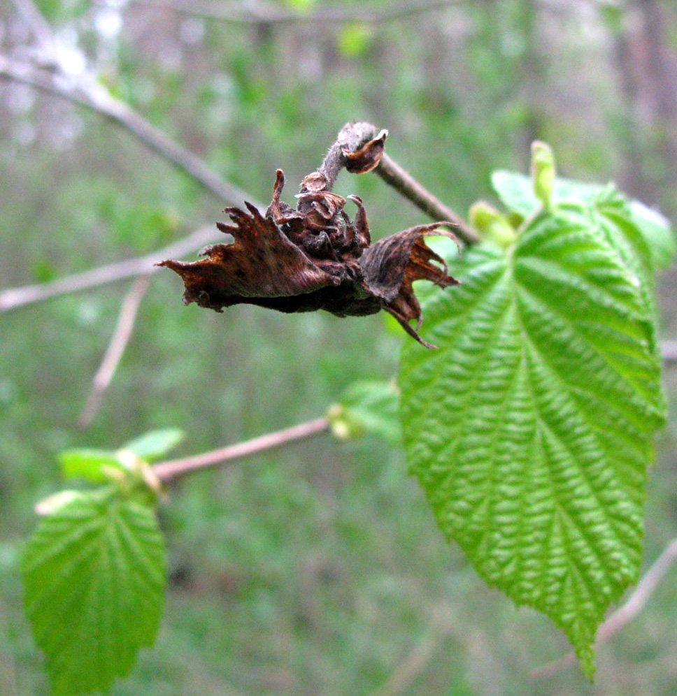 Изображение особи Corylus avellana.