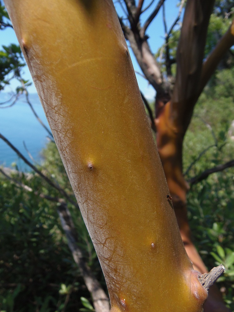 Image of Arbutus andrachne specimen.