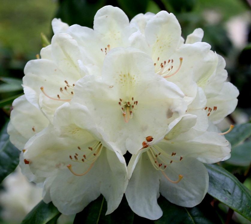 Image of Rhododendron wardii specimen.