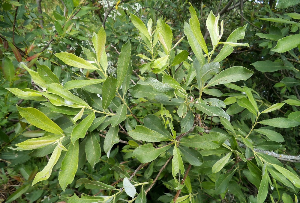 Image of Salix &times; puberula specimen.