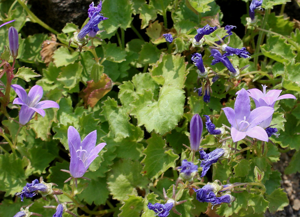 Image of Campanula garganica specimen.