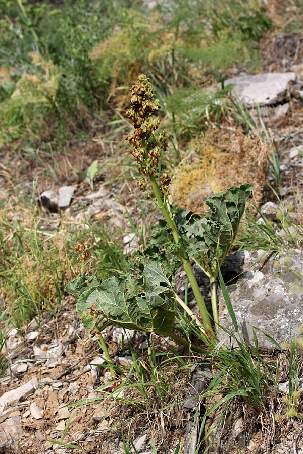 Image of Rheum cordatum specimen.