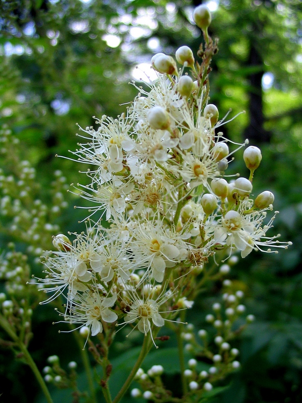 Image of Sorbaria sorbifolia specimen.