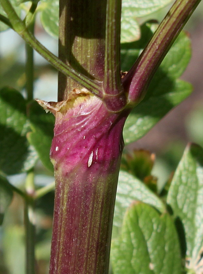 Image of Thalictrum flavum specimen.