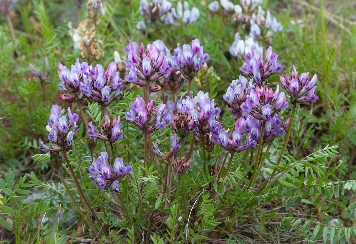 Image of Oxytropis sordida specimen.