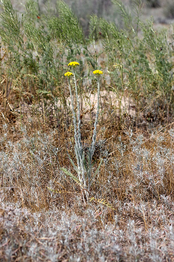 Image of Pseudohandelia umbellifera specimen.