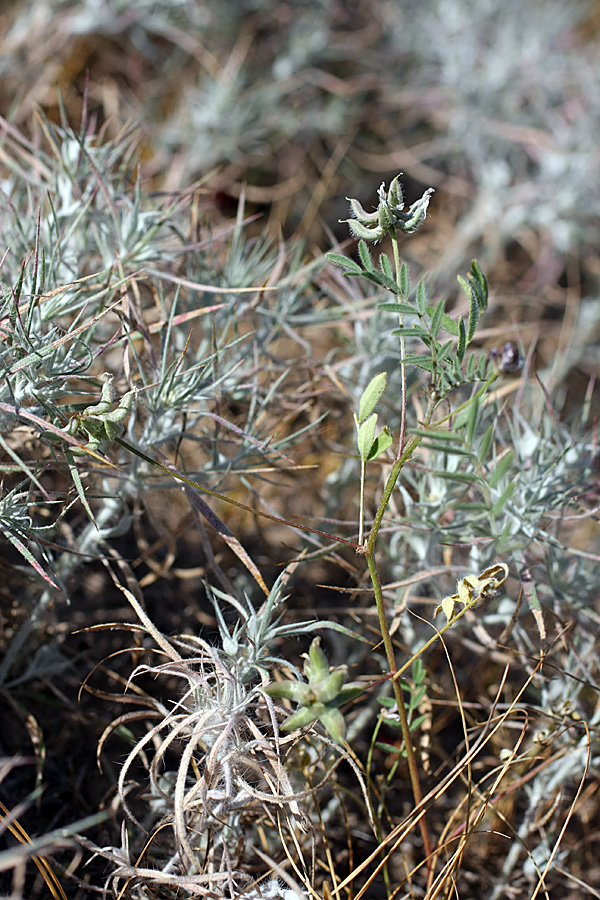 Изображение особи Astragalus campylotrichus.