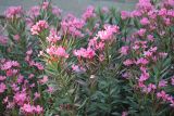 Nerium oleander